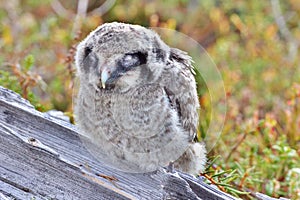 Cute fluffy owlet