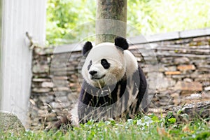 Cute Fluffy Playful Panda, Bao Li , Wolong Panda Base, China photo