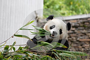 Cute Fluffy Playful Panda, Bao Li , Wolong Panda Base, China photo