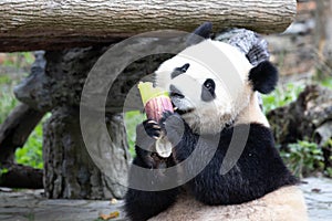 Cute Fluffy Playful Panda, Bao Li , Wolong Panda Base, China photo