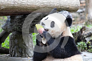 Cute Fluffy Playful Panda, Bao Li , Wolong Panda Base, China photo