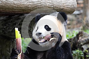 Cute Fluffy Playful Panda, Bao Li , Wolong Panda Base, China photo