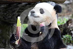 Cute Fluffy Playful Panda, Bao Li , Wolong Panda Base, China photo