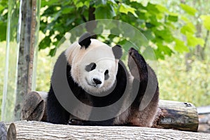 Cute Fluffy Playful Panda, Bao Li , Wolong Panda Base, China photo