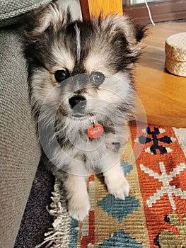 Cute fluffy pomchi puppy portrait