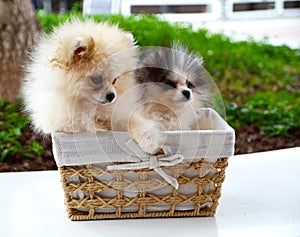 Cute fluffy Pomeranian Spitz puppies sitting in a basket on a walk in the park.Dog breeds concept.