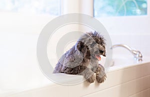 Cute fluffy puppy getting ready to take a bath