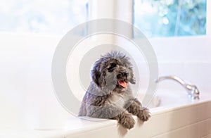 Cute fluffy puppy getting ready to take a bath