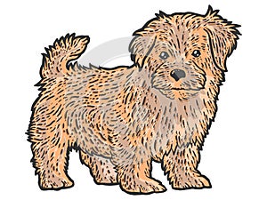 Cute and fluffy puppy. Sketch scratch board imitation color brown