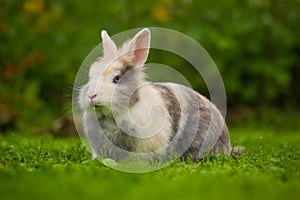 Cute Fluffy Rabbit on Green Grass