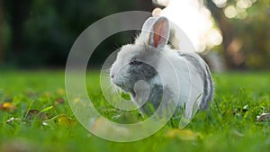 Cute Fluffy Rabbit on Green Grass in Summer (16:9 Aspect Ratio)