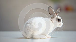 Cute fluffy rabbit moving on table, domesticated animal, ecology care, pet