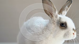 Cute fluffy rabbit sitting on table, animal rights protection campaign, humanity