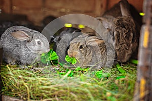 Cute fluffy rabbits eat green grass in a cage on the farm