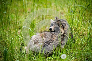 Cute fluffy raccoon dog sitting in the green grass