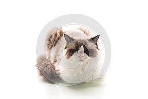 Cute fluffy Ragdoll cat isolated in studio