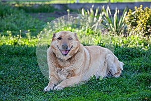 Cute fluffy red dog in the green grass