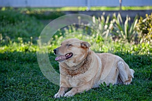 Cute fluffy red dog in the green grass