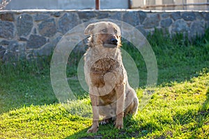 Cute fluffy red dog in the green grass