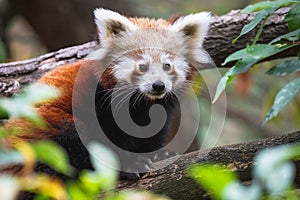 Cute fluffy red panda cub close up