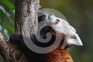 Cute fluffy red panda cub looking at the green fly