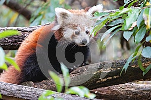 Cute fluffy red panda cub in the summer forest