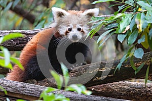 Cute fluffy red panda cub on the tree