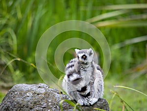 Cute fluffy ring-tailed lemur in the zoo