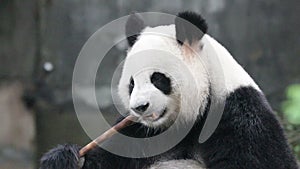 Cute Fluffy Round Face Panda , Chengdu, China