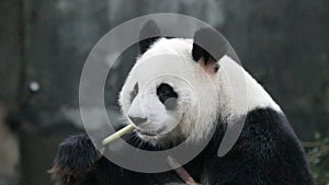 Cute Fluffy Round Face Panda , Chengdu, China