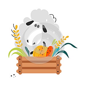 Cute Fluffy Sheep as Farm Animal on Ranch with Crate Full of Harvest Vector Illustration