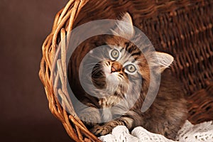 Cute fluffy siberian kitten in a basket on brown background. portrait