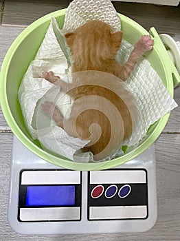 Cute fluffy small kitten is weighed on scale. photo