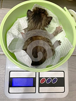 Cute fluffy small kitten is weighed on scale. photo