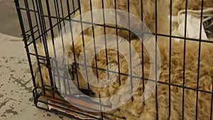 Cute fluffy Soft-Coated Wheaten Terrier puppies sitting in cage at pet kennel