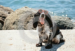 Cute fluffy spaniel dog wearing red sunglasses sitting near blue sea water in sunny day. Summer tropical vacation card concept