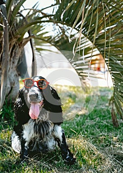 Cute fluffy spaniel dog wearing red sunglasses sitting under palm leaves in sunny day. Summer tropical vacation card concept