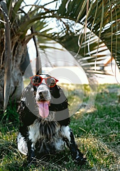 Cute fluffy spaniel dog wearing red sunglasses sitting under palm leaves in sunny day. Summer tropical vacation card concept