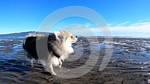 Cute fluffy spitz chihuahua mixed breed dog walking and shaking on beach