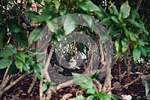 Cute fluffy surprised cat looking at the camera between the branches of trees