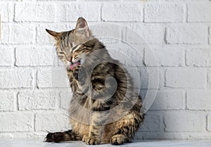 Cute fluffy tabby cat is licked clean