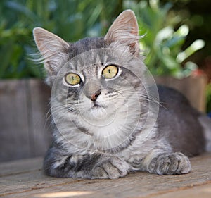 Cute, Fluffy Tabby Kitten