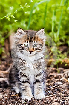 A cute fluffy tabby kitten sitting outside in the garden