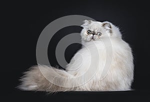 Cute fluffy tabby point Persian cat / kitten, Isolated on black background