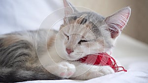 A cute fluffy tricolor domestic cat lies with a red ball of thread on a gray blanket in bed and sleeps