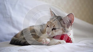 A cute fluffy tricolor domestic cat lies with a red ball of thread on a gray blanket in bed and sleeps.