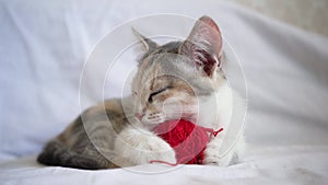 A cute fluffy tricolor domestic cat lies with a red ball of thread on a gray blanket in bed and sleeps.