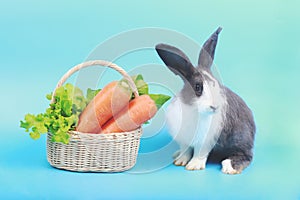Cute fluffy white black rabbit with long ears and fresh vegetable basket on blue background, bunny animal with carrot and