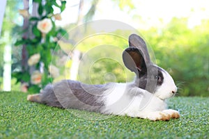 Cute fluffy white with black spot rabbit with long ears in flower garden, bunny animal lying on green grass. Happy easter and