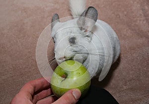 Cute fluffy white chinchilla is eating green apple from hands. Pet at home. White fur and friendly animal with his owner human.